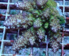 画像2: No.184 フィジー産 オヤユビミドリイシ (2)