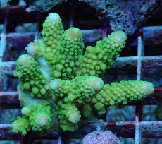 画像1: No.185 フィジー産 ツツユビミドリイシ (1)