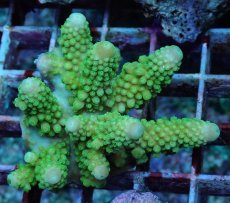 画像2: No.185 フィジー産 ツツユビミドリイシ (2)