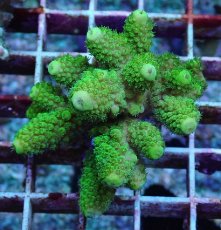 画像1: No.186 フィジー産 ツツユビミドリイシ (1)