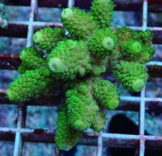 画像2: No.186 フィジー産 ツツユビミドリイシ (2)