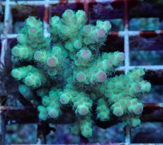 画像1: No.187 フィジー産 カドエダミドリイシ (1)