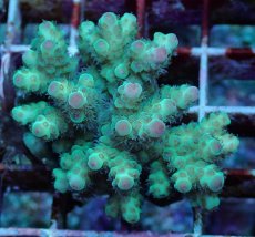 画像2: No.187 フィジー産 カドエダミドリイシ (2)