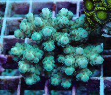 画像1: No.188 フィジー産 カドエダミドリイシ (1)