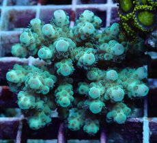 画像2: No.188 フィジー産 カドエダミドリイシ (2)