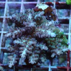 画像1: No.189 フィジー産 浅場ミドリイシ (1)