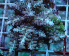 画像2: No.189 フィジー産 浅場ミドリイシ (2)