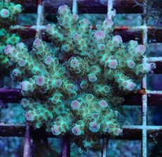 画像1: No.190 フィジー産 カドエダミドリイシ (1)