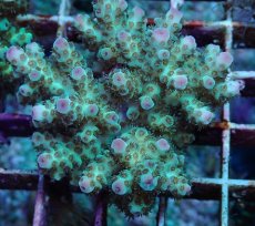 画像2: No.190 フィジー産 カドエダミドリイシ (2)