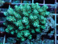 画像1: No.191 フィジー産 カドエダミドリイシ (1)