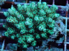 画像2: No.191 フィジー産 カドエダミドリイシ (2)