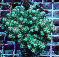 画像1: No.192 フィジー産 カドエダミドリイシ (1)