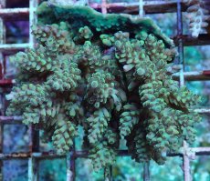 画像1: No.193 フィジー産 浅場ミドリイシ (1)