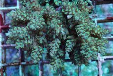 画像2: No.193 フィジー産 浅場ミドリイシ (2)