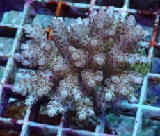 画像1: No.194 フィジー産 クシハダミドリイシ (1)