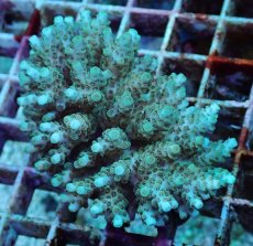 画像1: No.195 フィジー産 クシハダミドリイシ (1)