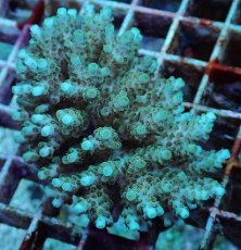 画像2: No.195 フィジー産 クシハダミドリイシ (2)