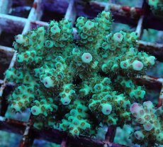 画像1: No.196 フィジー産 カドエダミドリイシ (1)