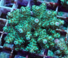 画像2: No.196 フィジー産 カドエダミドリイシ (2)