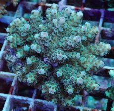 画像1: No.197 フィジー産 カドエダミドリイシ (1)