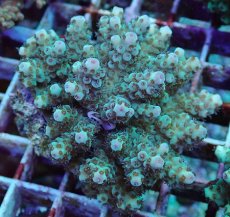 画像2: No.197 フィジー産 カドエダミドリイシ (2)