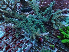 画像1: No.198 オーストラリア産 浅場ミドリイシ (1)