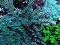 画像2: No.198 オーストラリア産 浅場ミドリイシ (2)