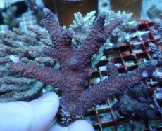 画像1: No.199 フィジー産 ヒメマツミドリイシ (1)