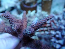 画像2: No.199 フィジー産 ヒメマツミドリイシ (2)