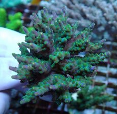 画像1: No.200 フィジー産 スゲミドリイシ (1)