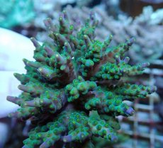 画像2: No.200 フィジー産 スゲミドリイシ (2)