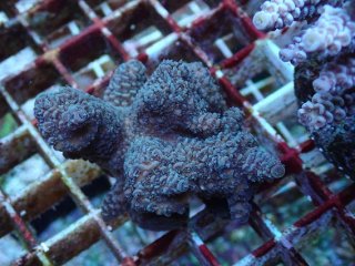 No.130 オーストラリア産 クシハダミドリイシを買うならアクアスタイル