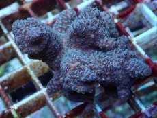 画像2: No.201 フィジー産 ヒメマツミドリイシ (2)