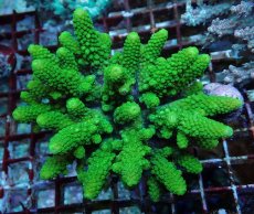 画像1: No.202 フィジー産 ツツユビミドリイシ (1)