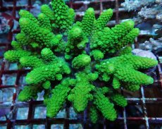 画像2: No.202 フィジー産 ツツユビミドリイシ (2)