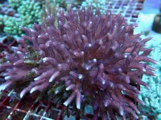 画像1: No.203 フィジー産 トゲサンゴ (1)