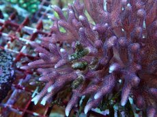 画像2: No.203 フィジー産 トゲサンゴ (2)