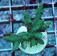 画像1: No.204 フィジー産 スゲミドリイシ (1)