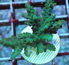 画像2: No.204 フィジー産 スゲミドリイシ (2)