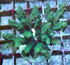 画像1: No.205 フィジー産 スゲミドリイシ (1)