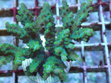 画像2: No.205 フィジー産 スゲミドリイシ (2)