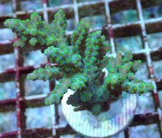 画像1: No.206 フィジー産 スゲミドリイシ (1)