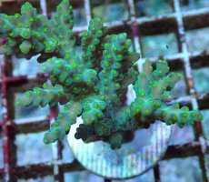 画像2: No.206 フィジー産 スゲミドリイシ (2)