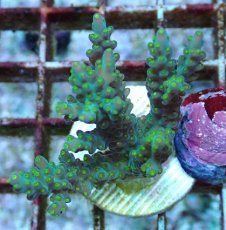 画像1: No.207 フィジー産 スゲミドリイシ (1)