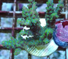 画像2: No.207 フィジー産 スゲミドリイシ (2)