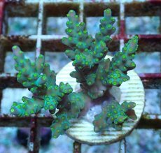 画像1: No.208 フィジー産 スゲミドリイシ (1)