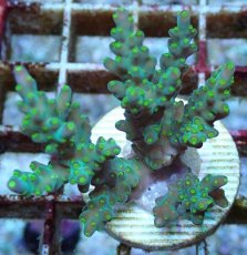 画像2: No.208 フィジー産 スゲミドリイシ (2)