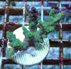 画像1: No.209 フィジー産 スゲミドリイシ (1)