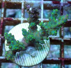 画像2: No.209 フィジー産 スゲミドリイシ (2)