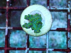 画像1: No.210 フィジー産 スゲミドリイシ (1)